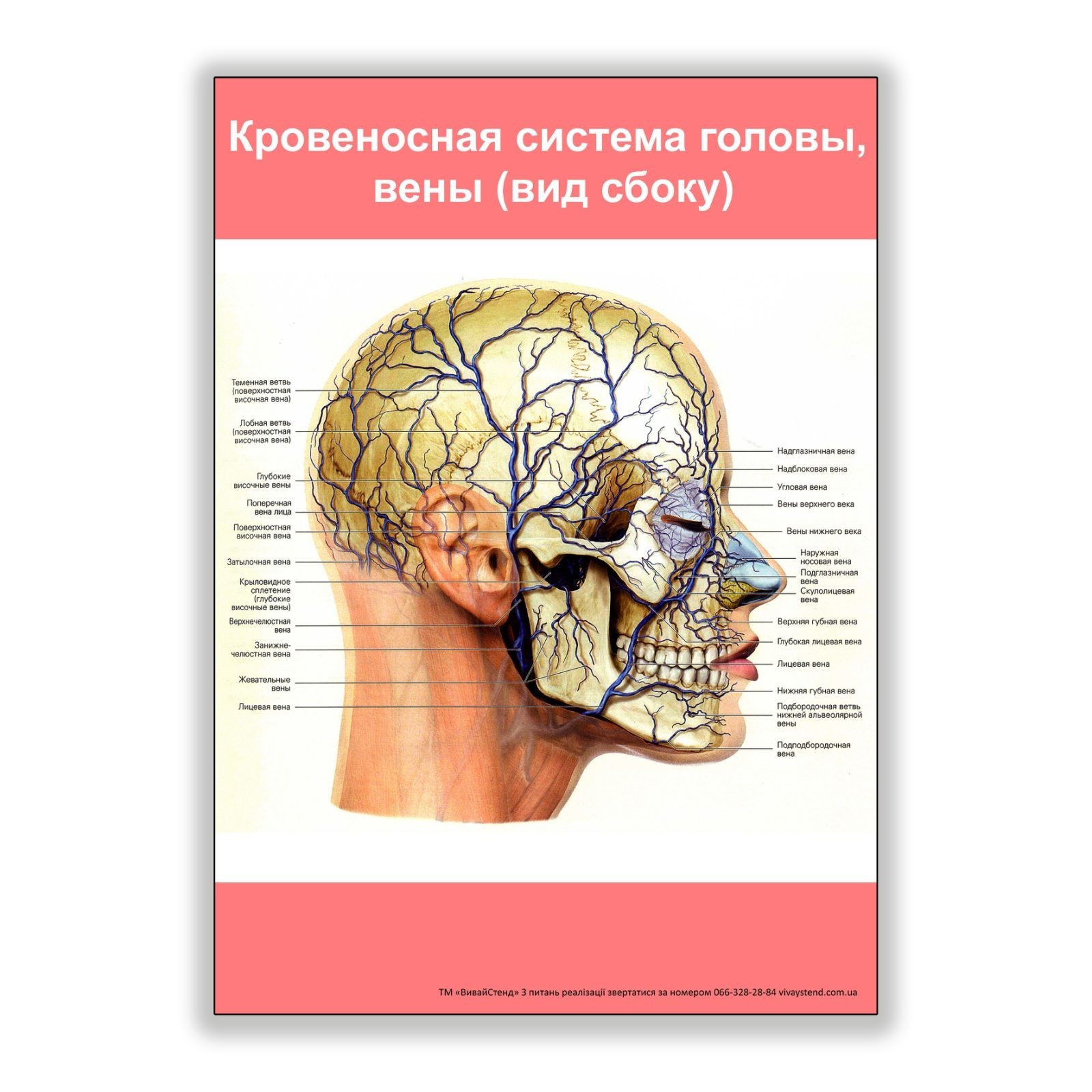 

Плакат Beauty Special Кровеносная система головы вены (вид сбоку) А3 (8120)