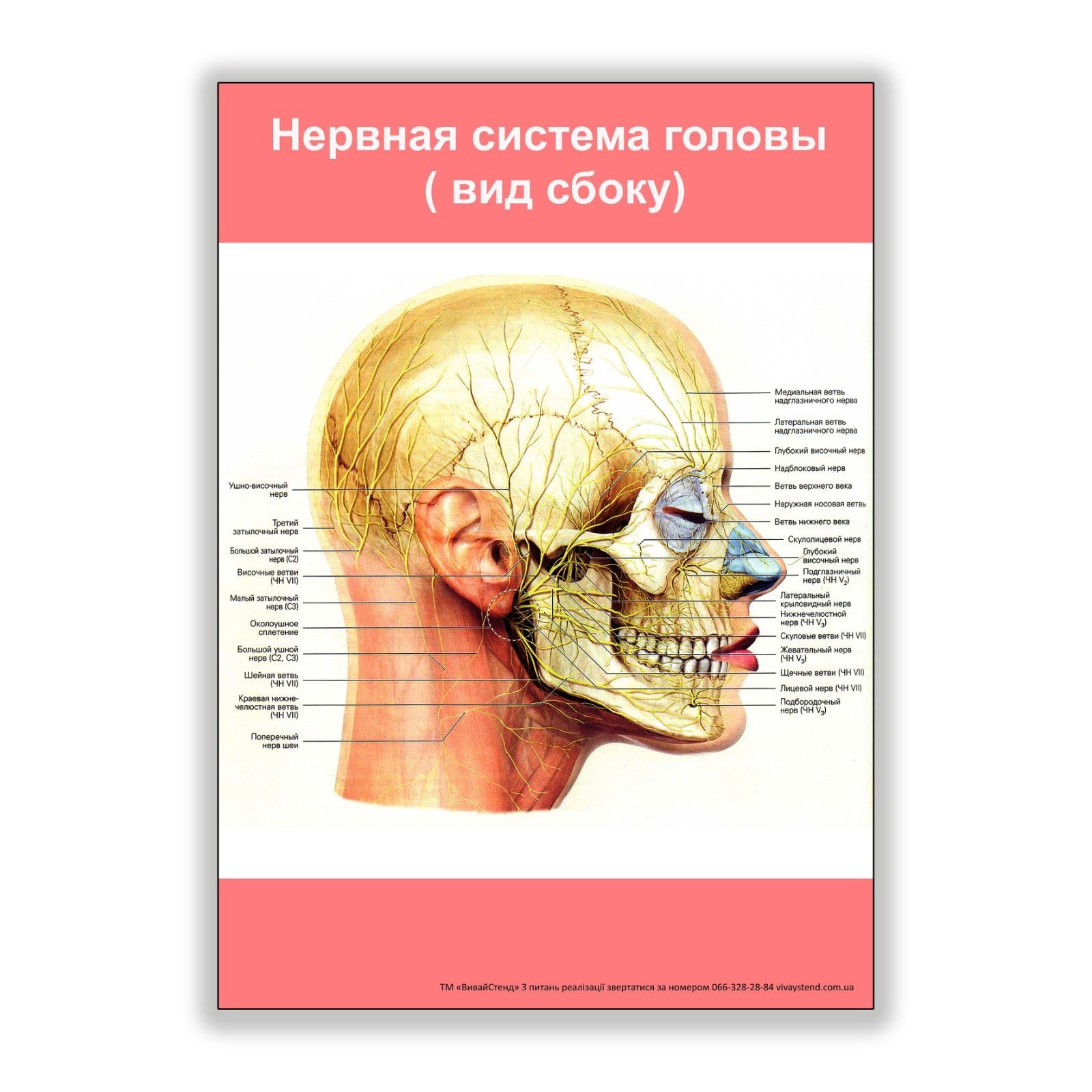 

Плакат Beauty Special Нервная система головы (вид сбоку) А3 (8136)