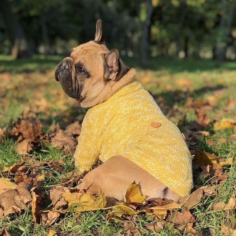 

Свитер для собак маленьких и средних пород Dog Baby Button 2XL Yellow