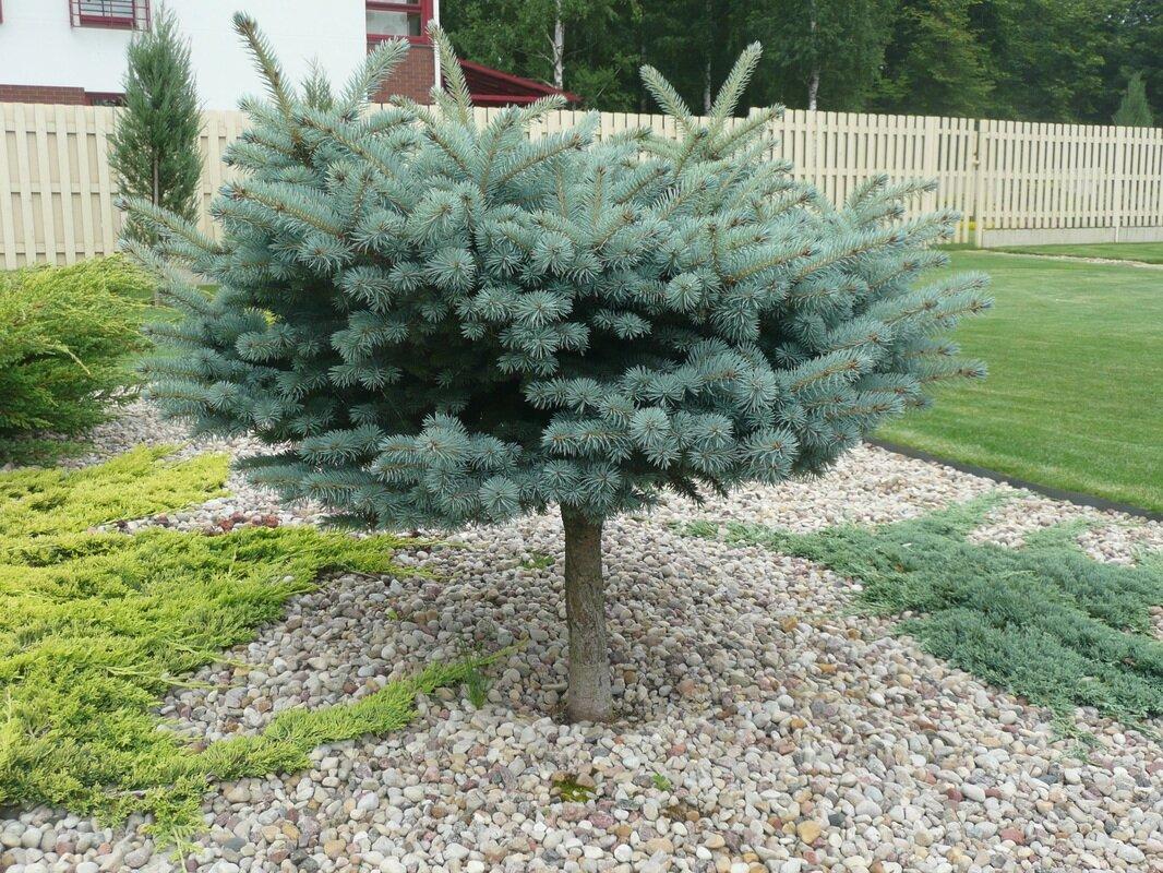 Ель обыкновенная европейская штамб / Picea abies С10 Ра 80 – низкие ...