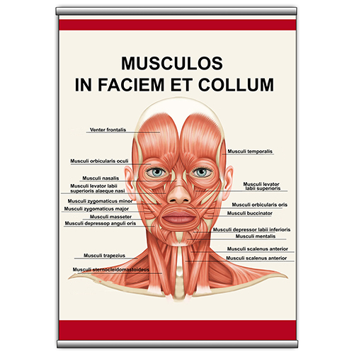 

Плакат Beauty Special "Musculos in faciem et collum" с планкой А0 (8947)