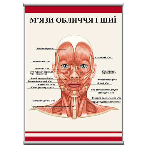 

Плакат Beauty Special "М'язи обличчя і шиї" с планкой А0 (8951)