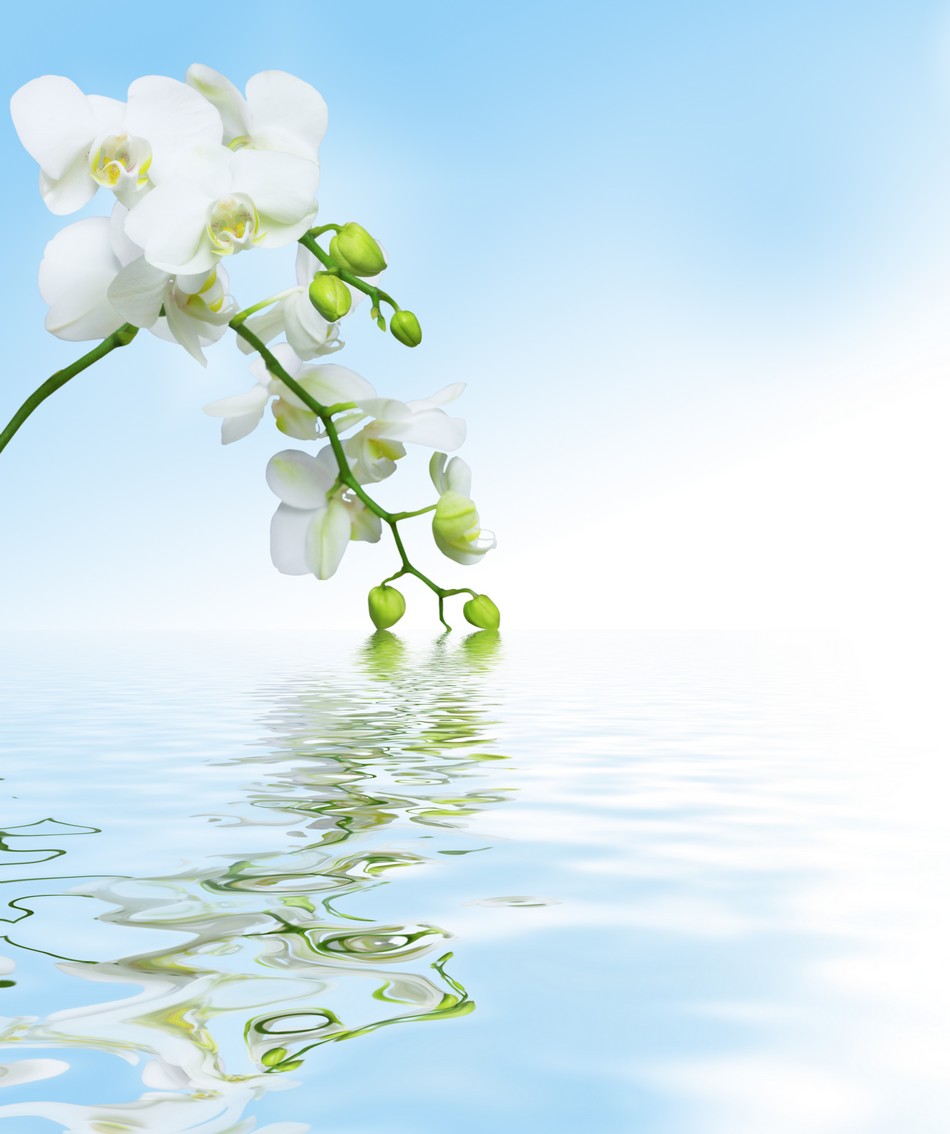 

BeHappy Фотообои: Белые орхидеи в отражении flowers00083 Живопись