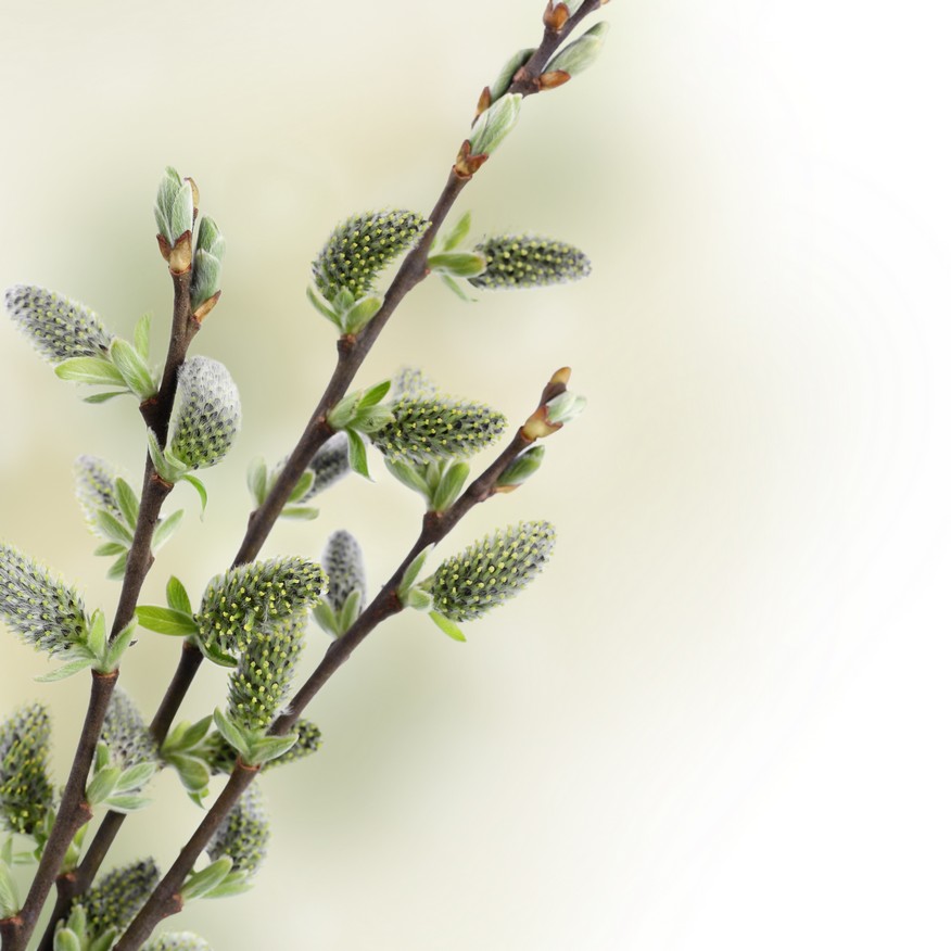 

BeHappy Фотообои: Весенние побеги flowers00047 Живопись