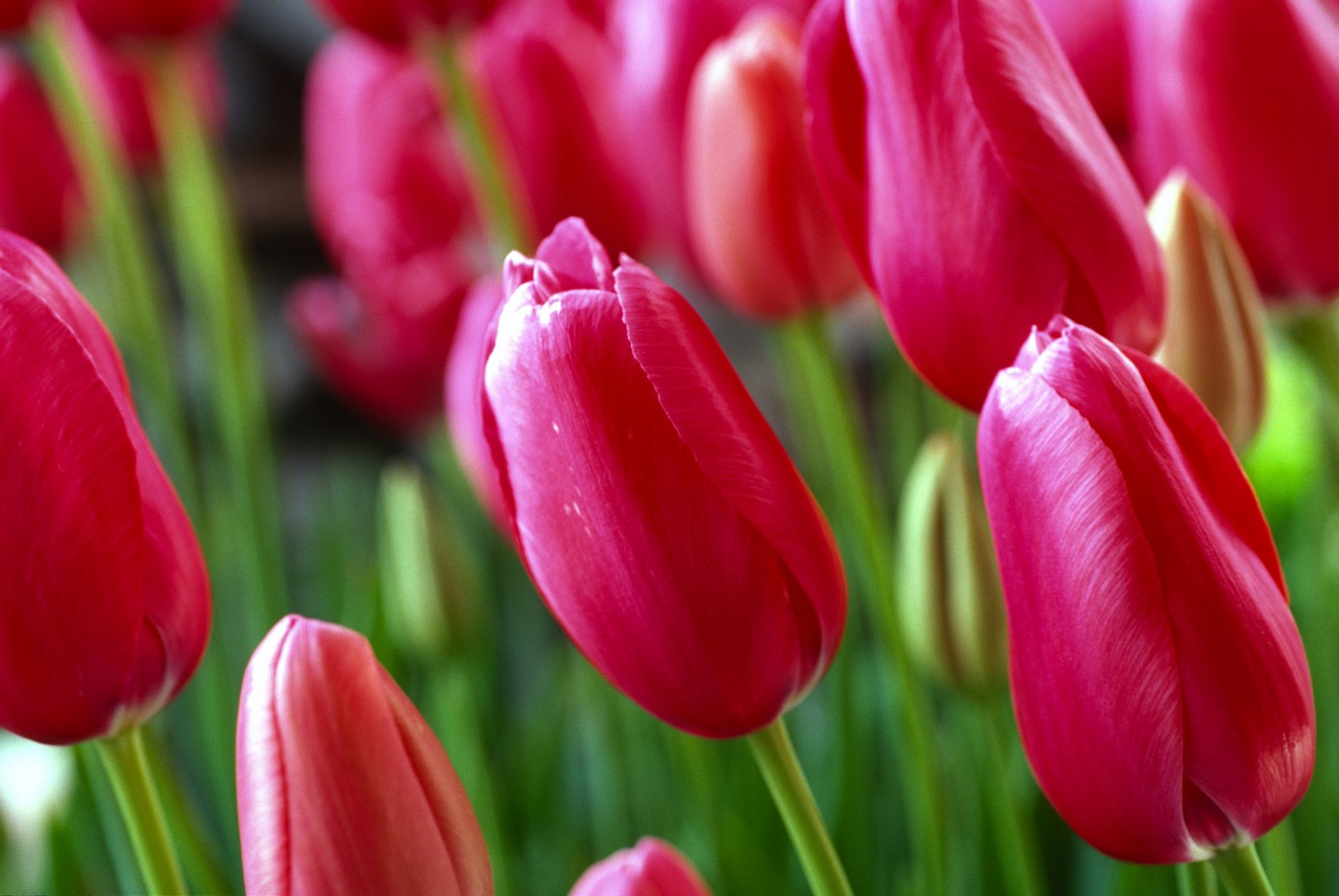 

BeHappy Фотообои: Весенние тюльпаны flowers00005 Джерси