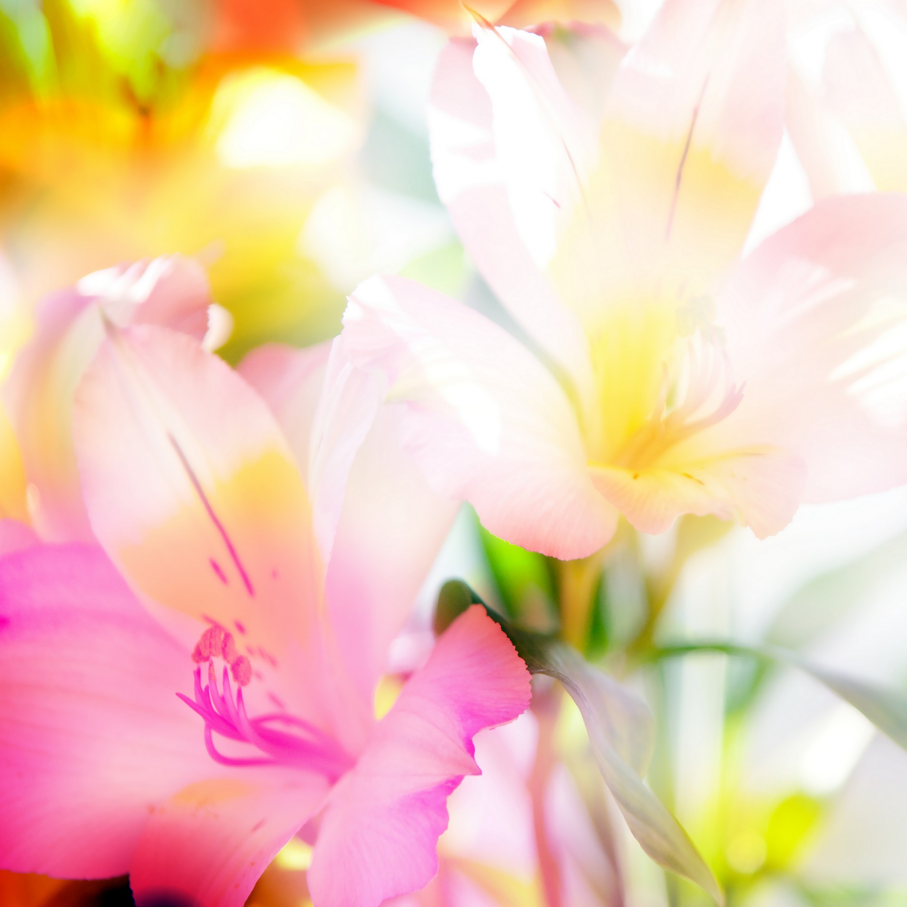 

BeHappy Фотообои: Богатство цвета flowers00072 Джерси