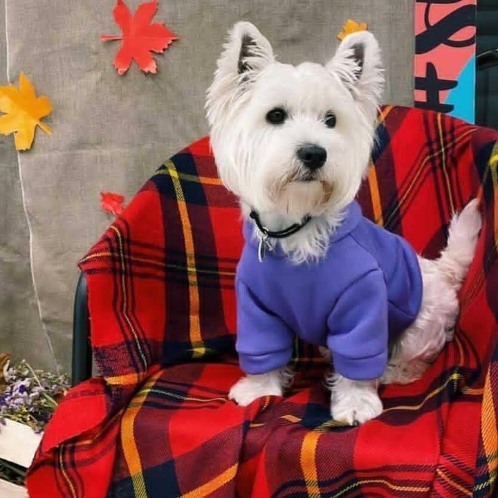 

Худі для собак DogMania толстовка утеплена 4XL фіолетовий