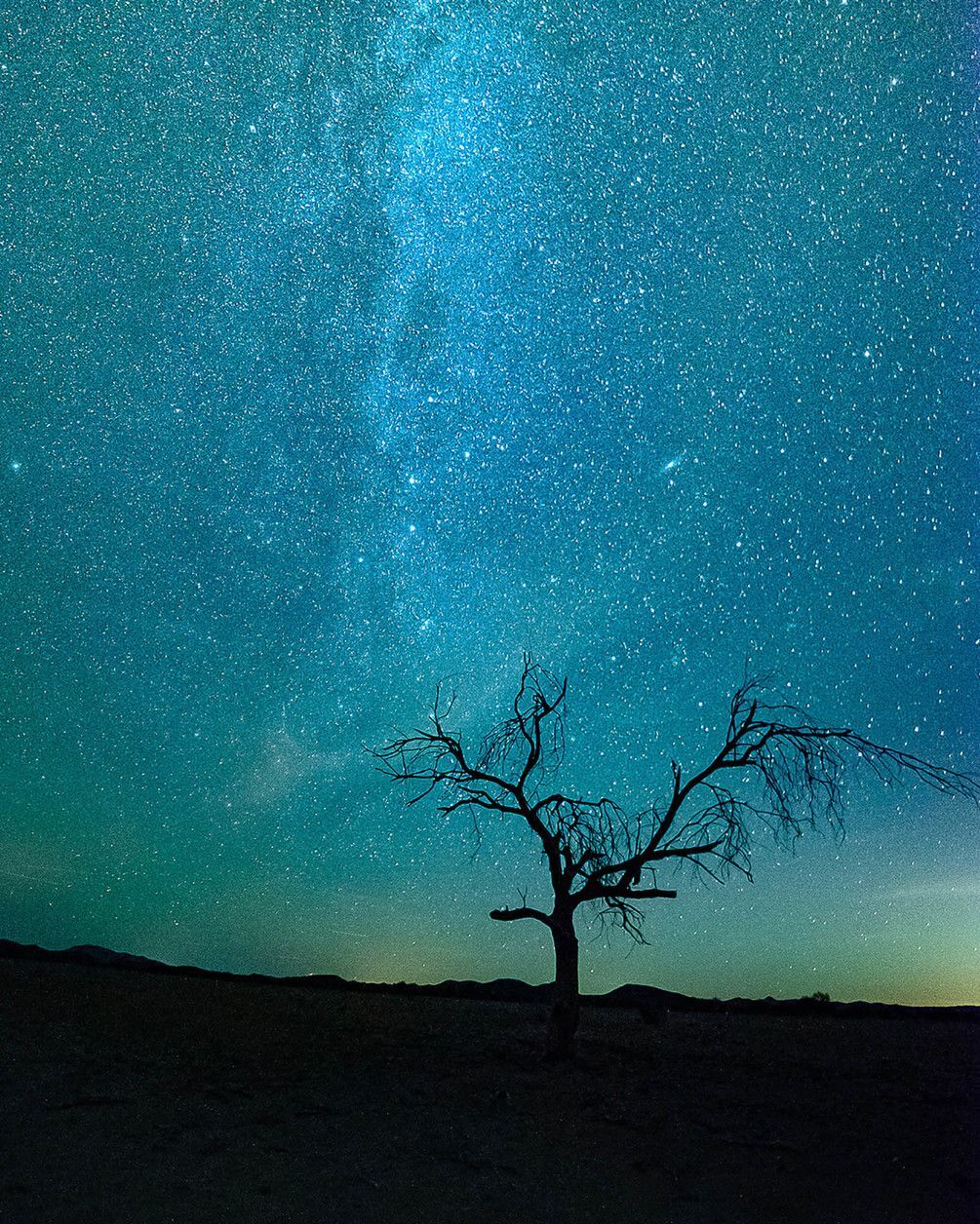 

Фотообои Арт-Обои Ветви дерева №nus_10536 Аква