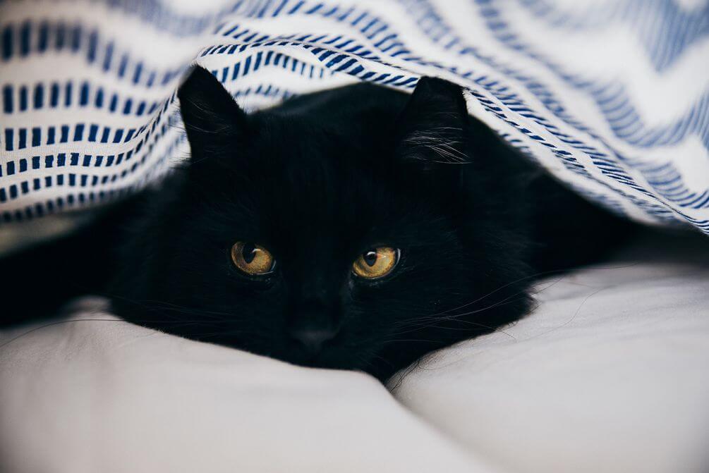 

Фотообои Арт-Обои Черный кот №nus_10099 Мелкий песок