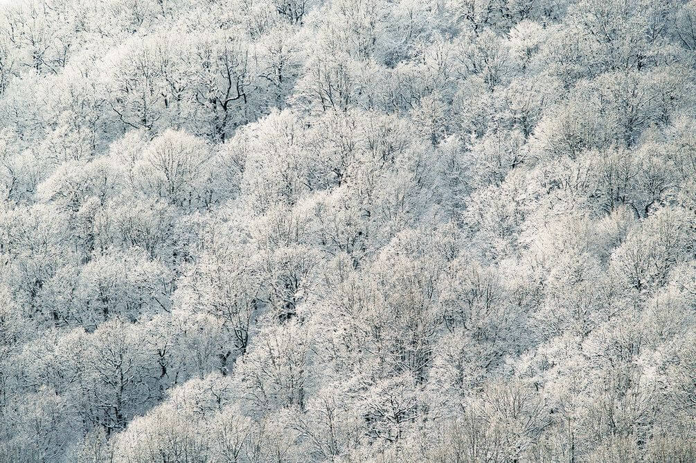 

Фотообои Арт-Обои Деревья в снегу №nus_10191 Декоративная штукатурка
