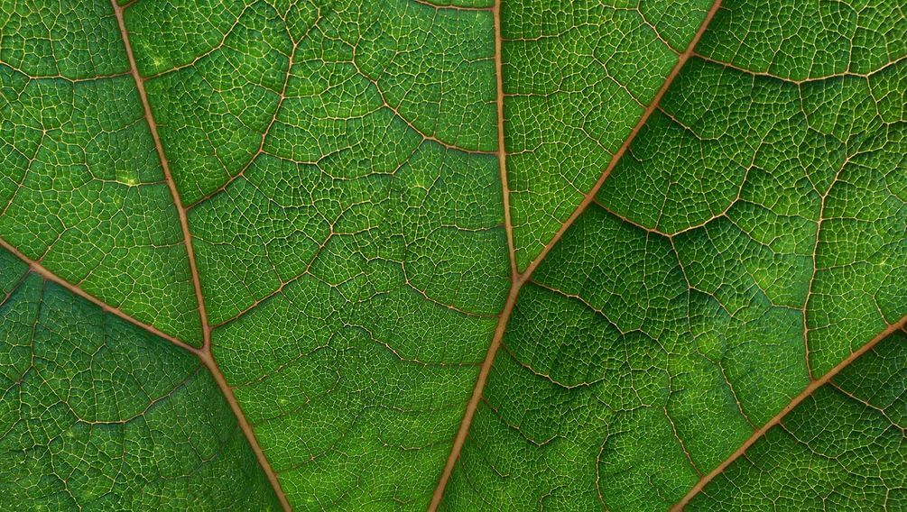 

Фотообои Арт-Обои Лист крупно №nus_10469 Нить