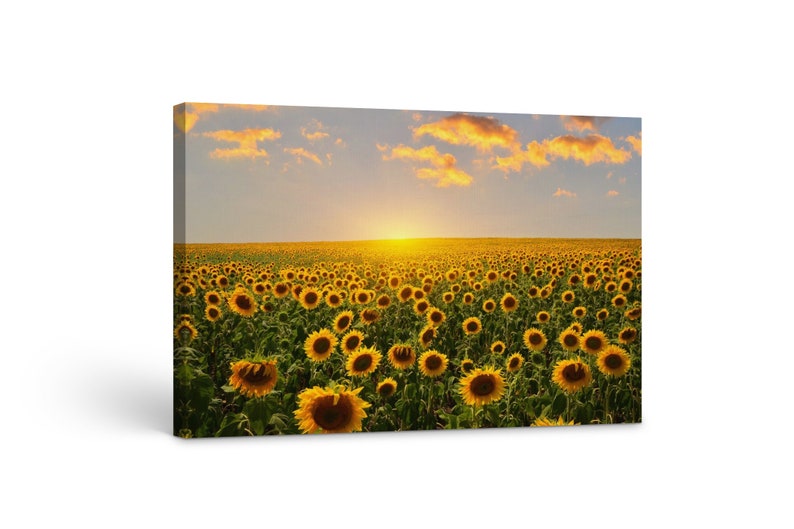 

Картина на холсте Подсолнухи51x34 см (338)