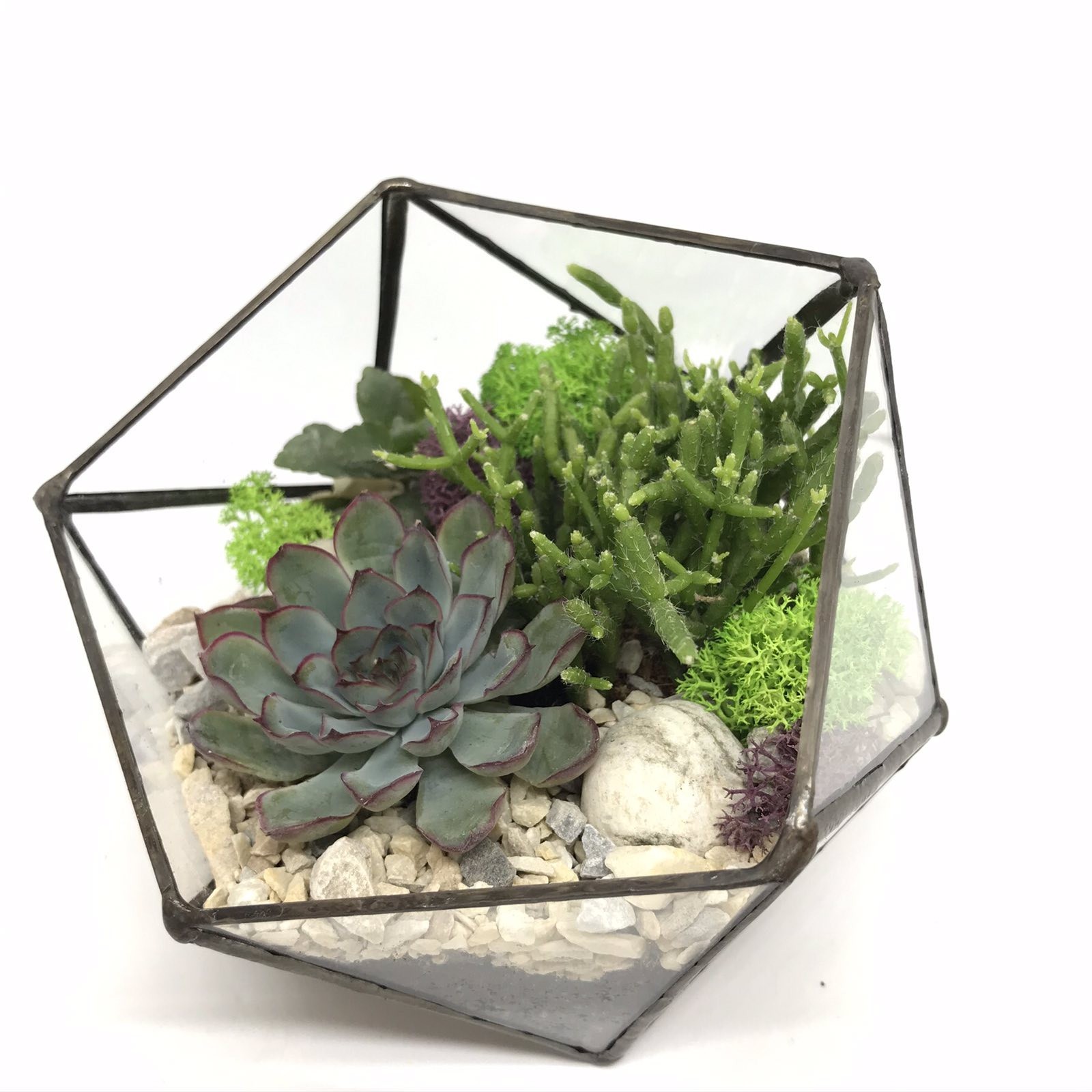

Флорариум Garden mix Геометрия размер S в цвете