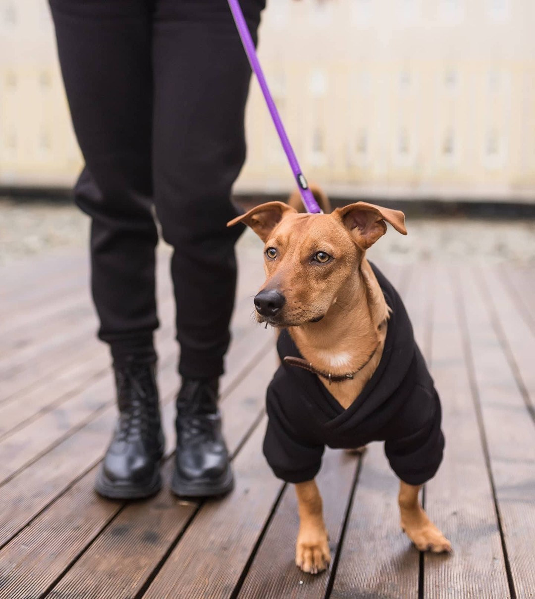 

Худі для собак DogMania толстовка утеплена XS чорний