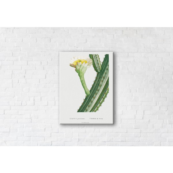 

Картина на холсте Cactus 50x65см Franklin