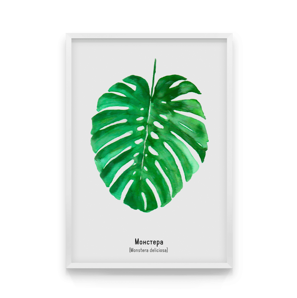 

Постер в рамке MONSTERA DELICIOSA 40x50 см