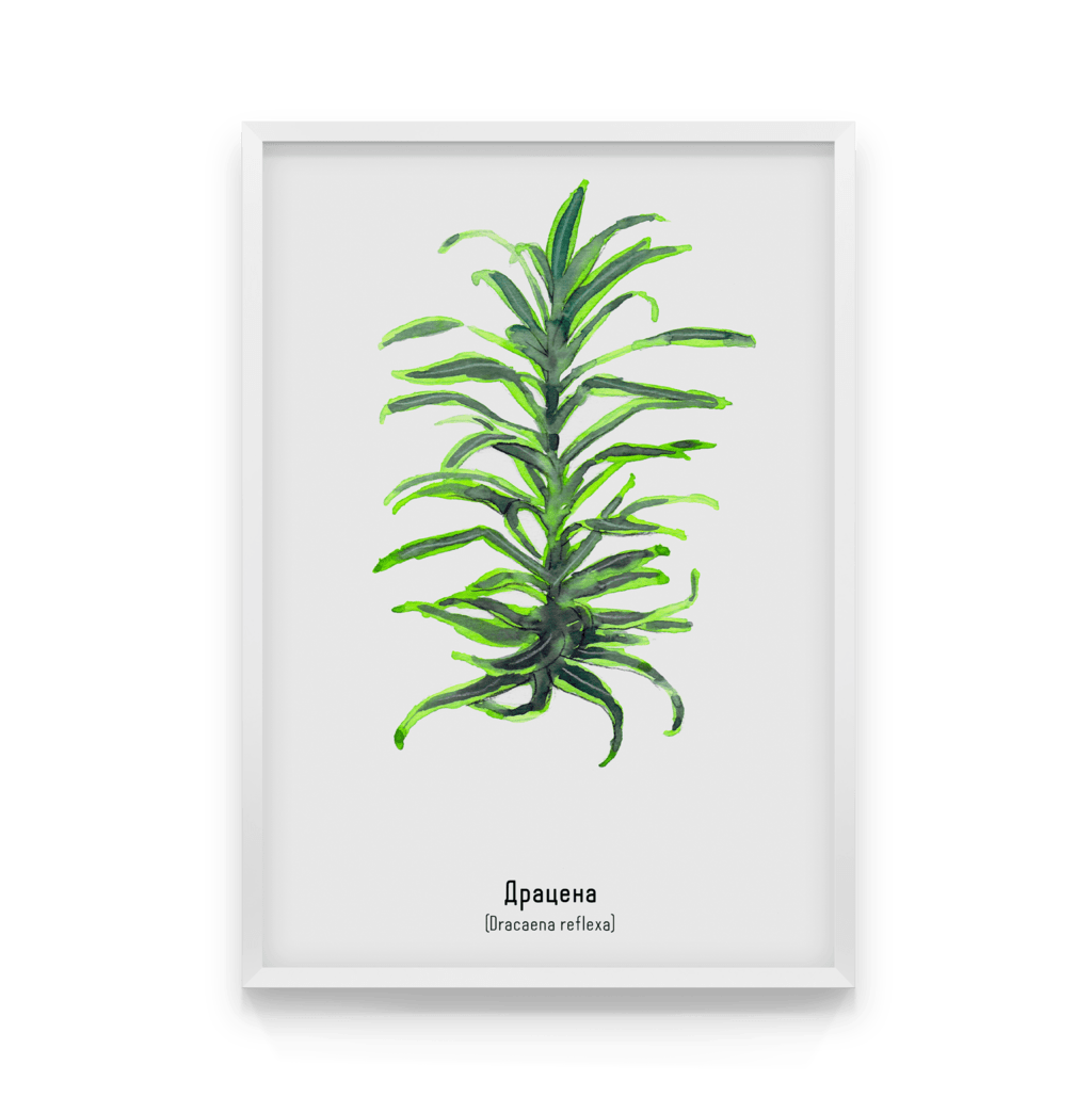 

Постер в рамке DRACAENA REFLEXA 40x50 см