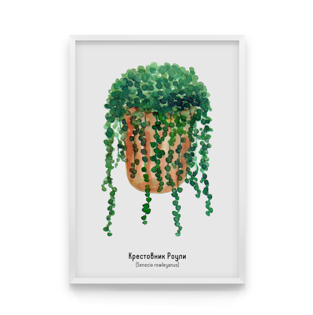 

Постер в рамке SENECIO ROWLEYANUS 40x50 см