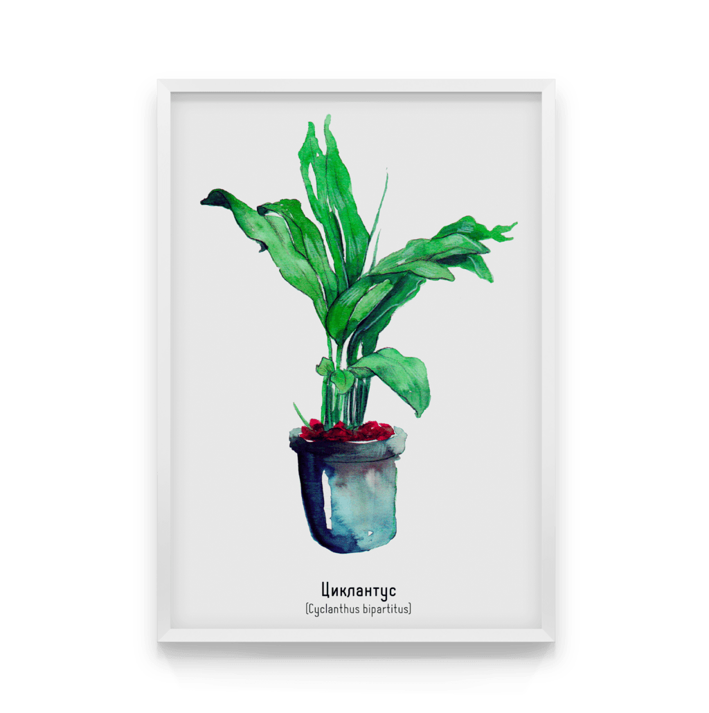 

Постер в рамке CYCLANTHUS 50x70 см
