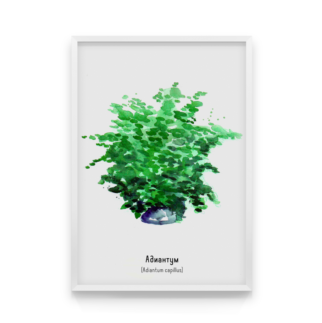 

Постер в рамке ADIANTUM 50x70 см