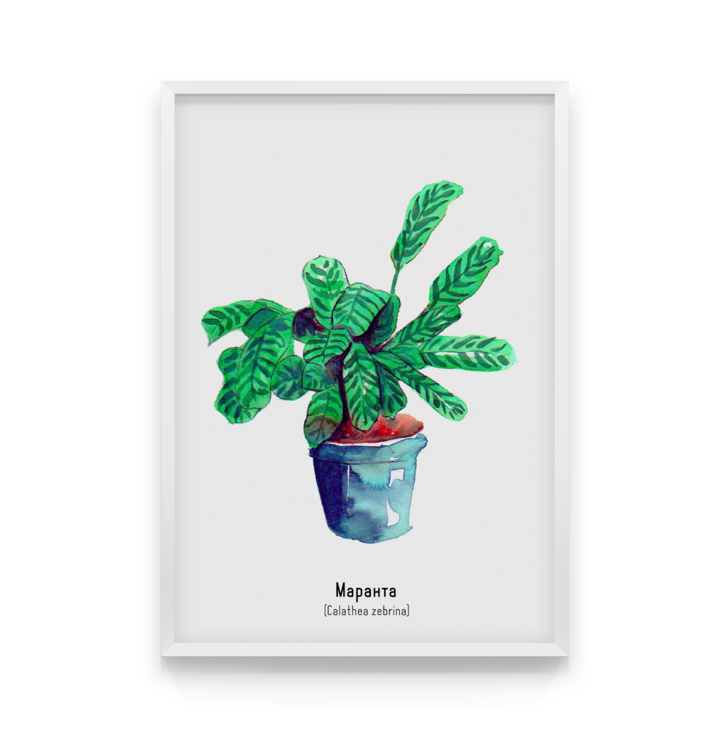 

Постер в рамке CALATHEA ZEBRINA 40x50 см