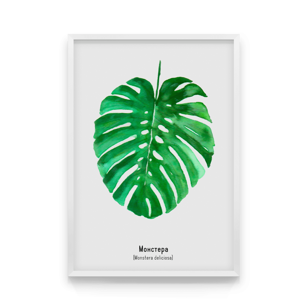 

Постер в рамке MONSTERA DELICIOSA 50x70 см