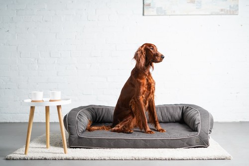 

Ортопедический диван серый Sleeper c Memory Foam Gray XL (130х90 cm) Harley & Cho BGL-HL-09-5