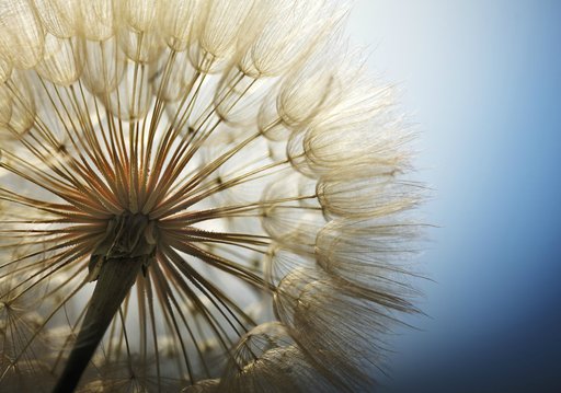 

Фотообои DecoArt бумага 11792-P8 368х254 см (11847192)