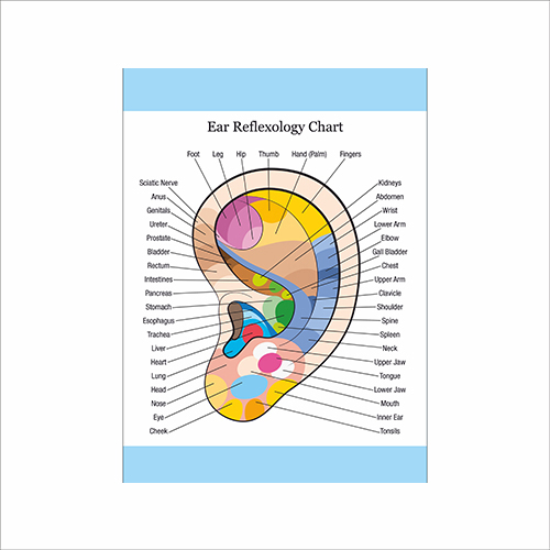 

Плакат Beauty Special “Ear reflexology chart" А0