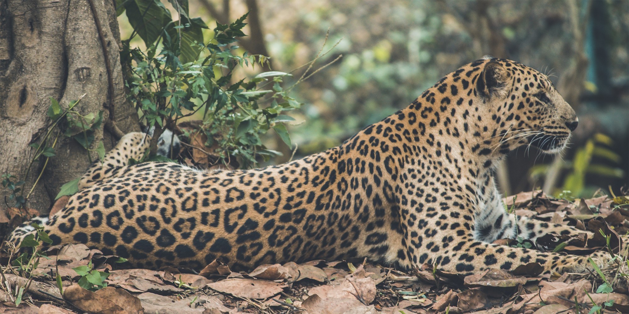 Цейлонский леопард