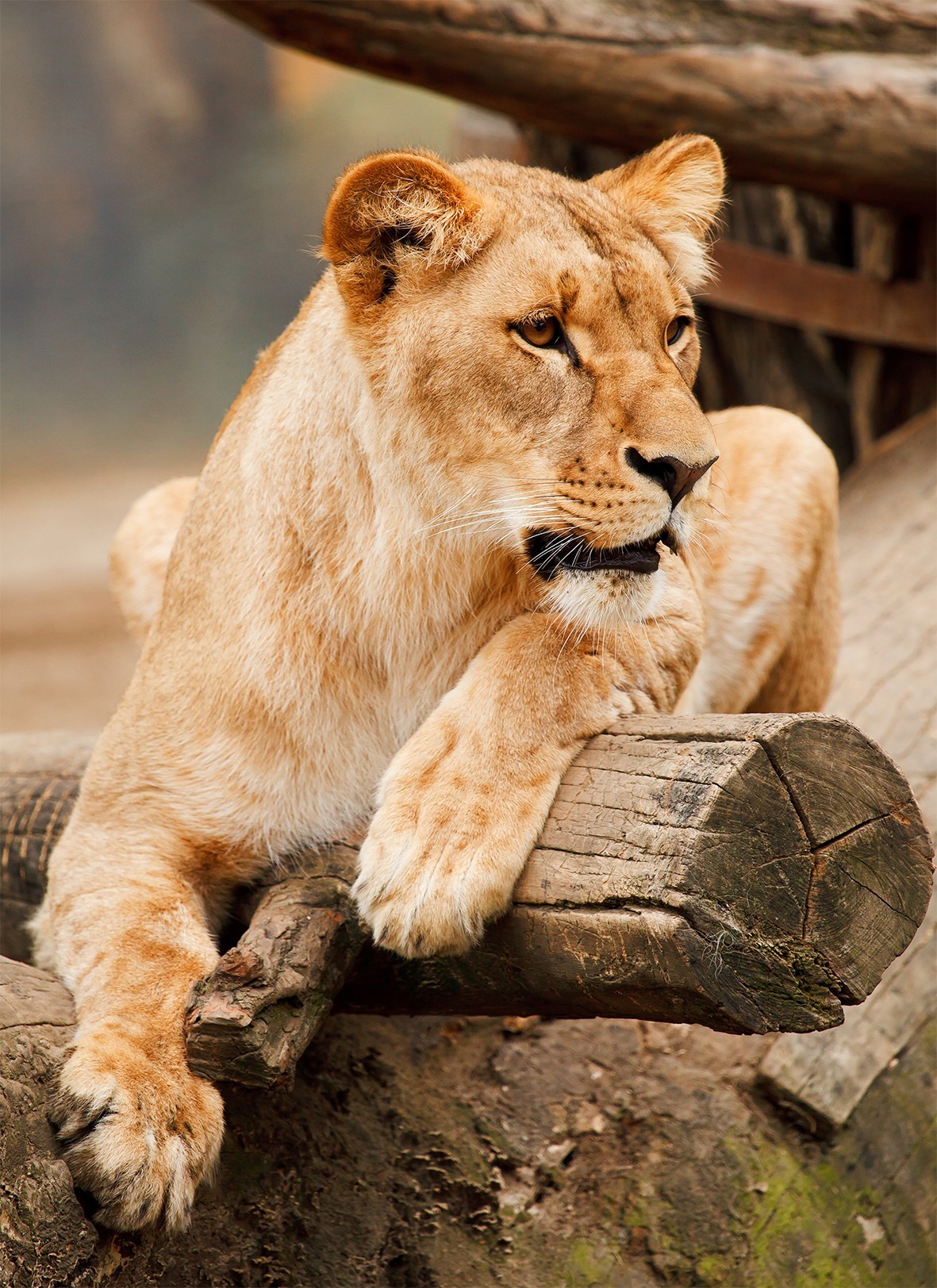 

Картина Львица на бревне на натуральном холсте Артприз 70х100см (ДКШ20/70100/93)