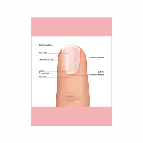 

Плакат Beauty Special “Structure of the nail" А0