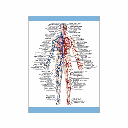 

Плакат Beauty Special “Human structure" А0