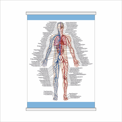 

Плакат Beauty Special “Human structure” с планкой А0