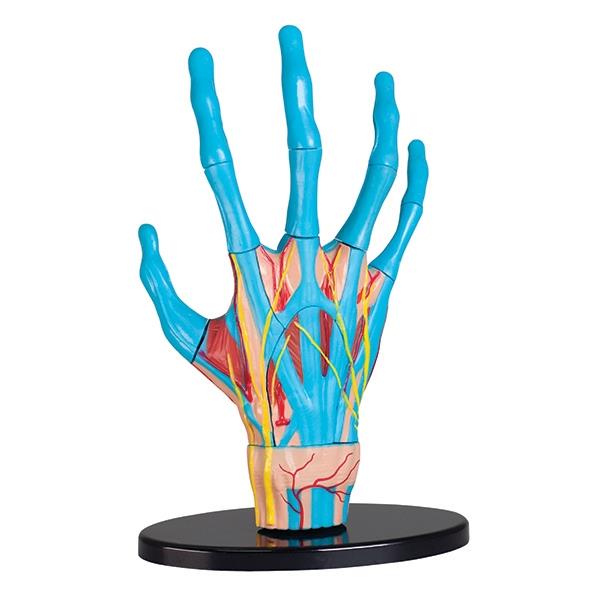 

Модель руки Edu-Toys збірна, 16,5 см (SK058)