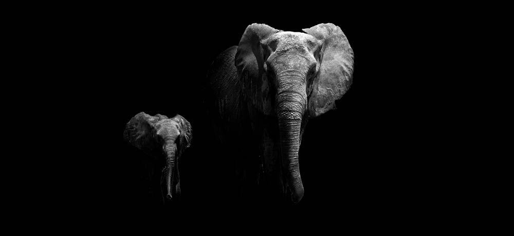 

Фотообои ArtSide Слоны (145822286) Венеция