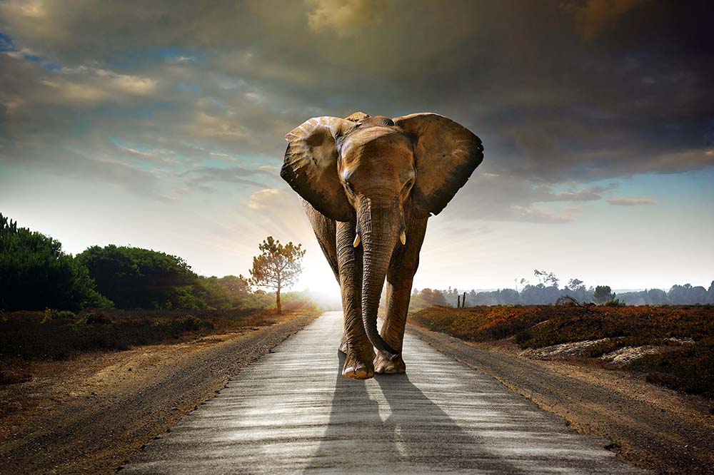 

Фотообои ArtSide Большой слон (3704) Базальт
