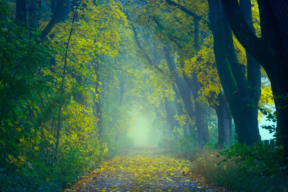 

Фотообои ArtSide Осенний лес (1279203271) Иней