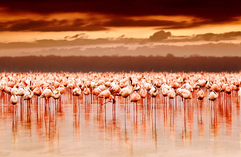 

Фотообои ArtSide Фламинго на озере (8952) Жаккард