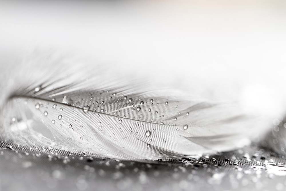 

Фотообои ArtSide Перо (262846943) Базальт