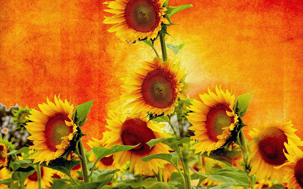 

Фотообои ArtSide Подсолнухи (150) Глянец