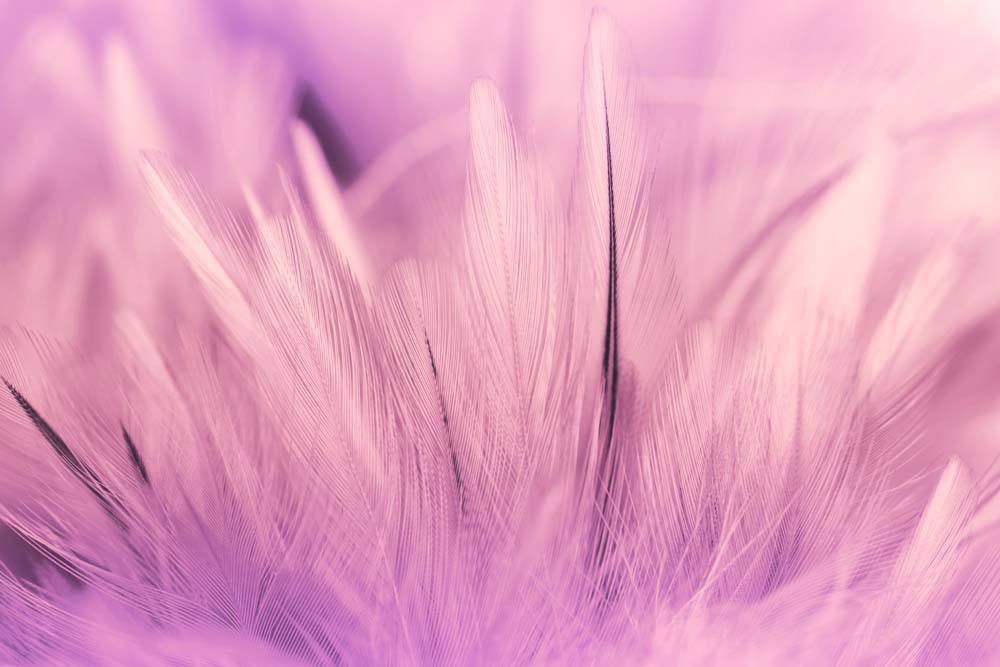 

Фотообои ArtSide Розовые перья (782596306) Холст