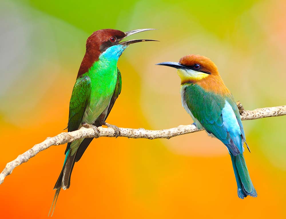 

Фотообои ArtSide Птички (11306) Венеция