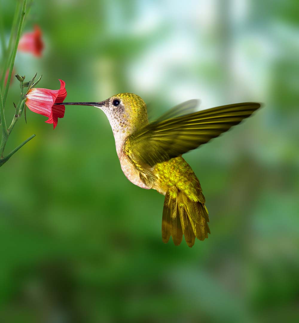 

Фотообои ArtSide Колибри (1658) Песок