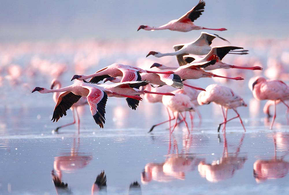 

Фотообои ArtSide Фламинго (11754) Изморозь