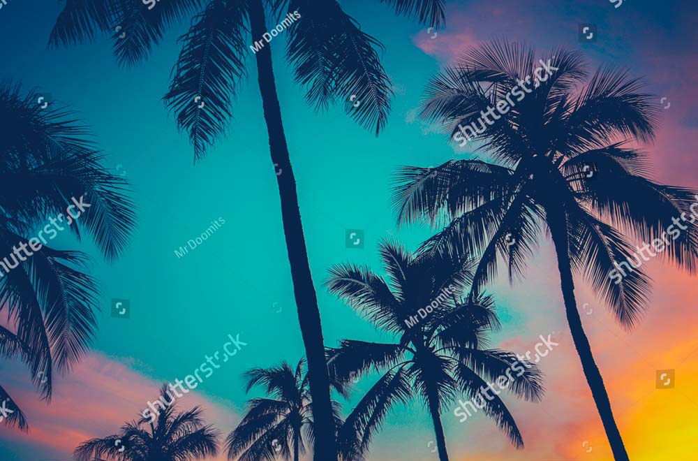 

Фотообои ArtSide Пальмы (185856206) Базальт