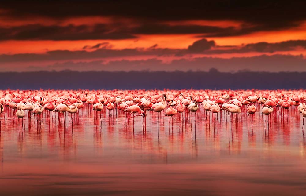 

Фотообои ArtSide Фламинго на озере (9152) Штукатурка
