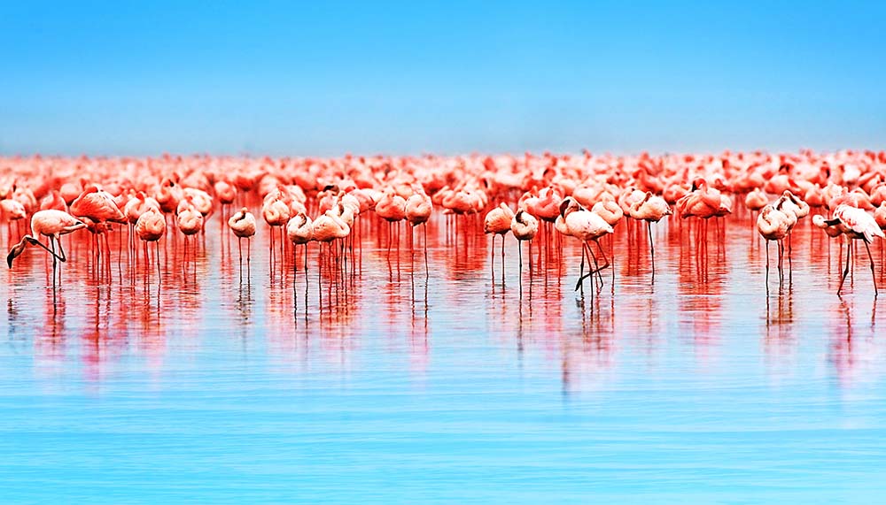

Фотообои ArtSide Фламинго на озере (6959) Базальт
