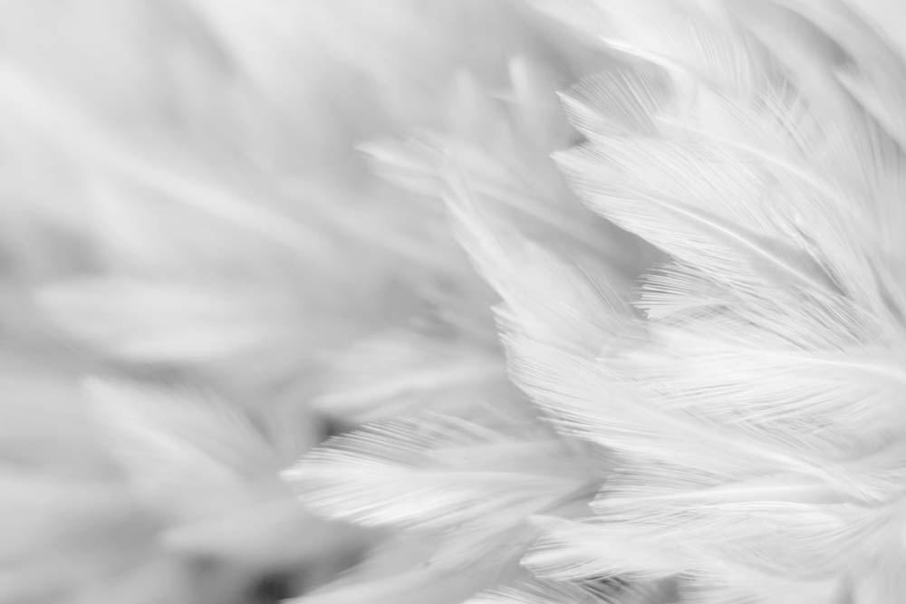 

Фотообои ArtSide Перья (1146573557) Глянец