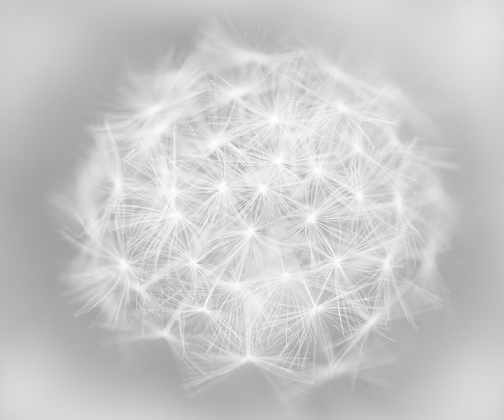 

Фотообои ArtSide Воздушный одуванчик (78381538) Аква